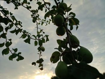 Low angle view of fruits growing on tree against sky