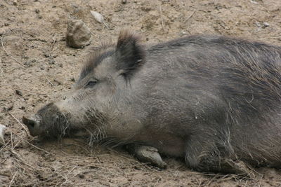 View of an animal lying in the field