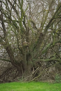 Tree in forest