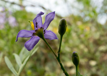 Close-up of purple flowering plant