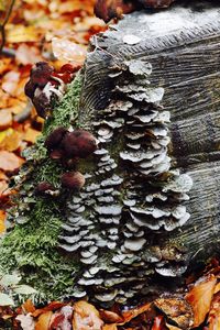 Close-up of mushrooms growing on tree