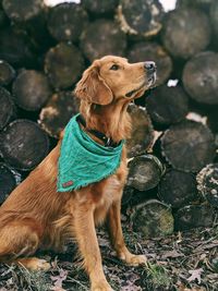 Close-up of a dog looking away
