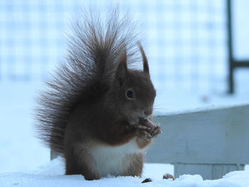 Close-up of squirrel on snow