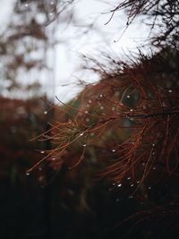 Close-up of water drops on leaf