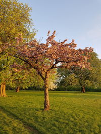 Trees on field against sky during autumn