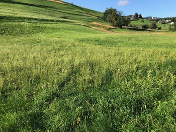 Scenic view of grassy field against sky