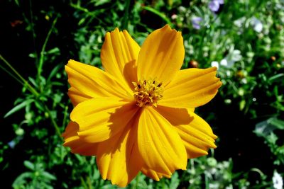 Close-up of yellow cosmos flower