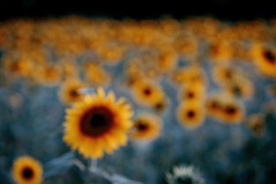 Close-up of yellow flowering plant
