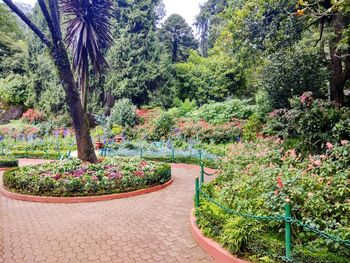 Plants and trees in park