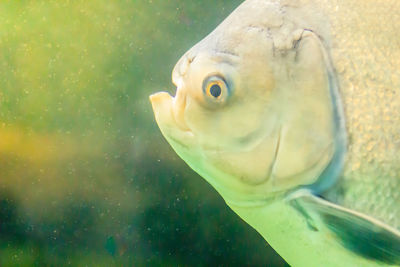 Close-up of fish swimming in sea