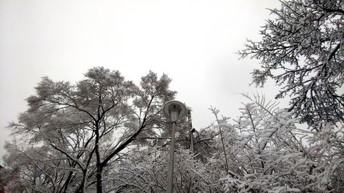 Low angle view of silhouette trees against clear sky