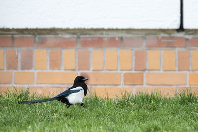 Bird perching on grass