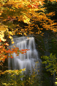 Waterfall and trees during autumn in forest