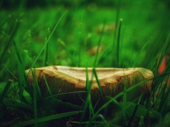 Close-up of lizard on land