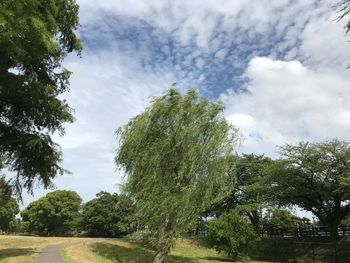 Low angle view of trees against sky