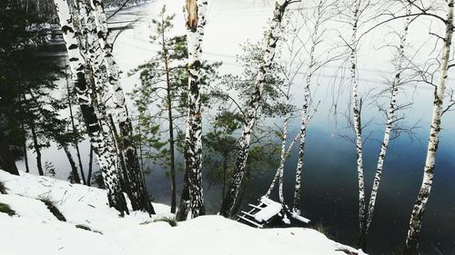 Close-up of snow on tree against sky