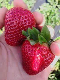 Close-up of hand holding strawberries