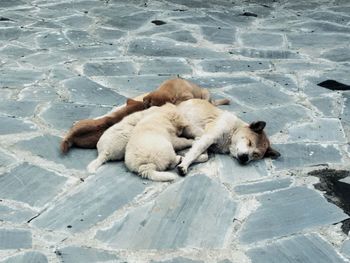 High angle view of dog and puppies relaxing on footpath
