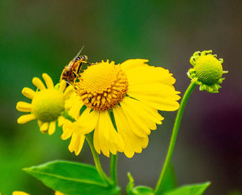 Close-up of insect on yellow flower