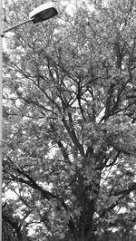 Low angle view of tree against sky