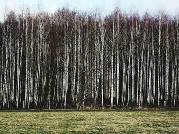 Panoramic shot of trees on field