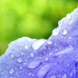 Close-up of raindrops on purple flower