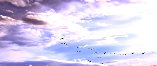 Low angle view of birds flying against sky