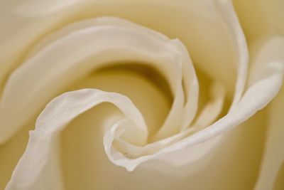 Close-up of white rose