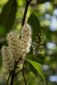 Close-up of insect on flower