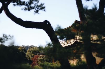 Trees in the forest