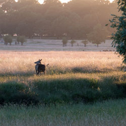 View of horse on field during sunset