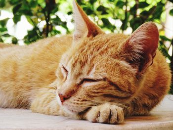 Close-up of cat sleeping