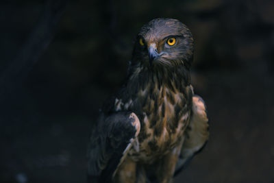 Close-up of eagle