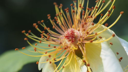 Close-up of flowering plant