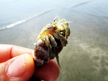 Close-up of hand holding crab