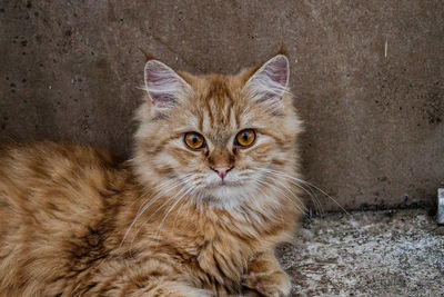 Portrait of cat on wall