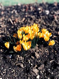 Close-up of yellow sunflowers blooming on field