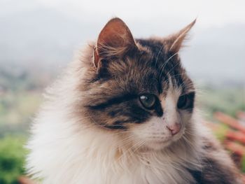 Close-up portrait of a cat