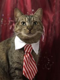 Portrait of cat against red wall with a tie ready for work