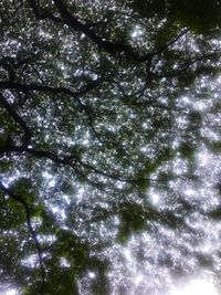 Low angle view of trees against sky