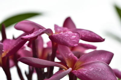 Close-up of wet pink flower