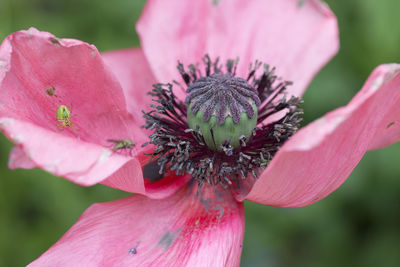 Close-up of pink flower on plant