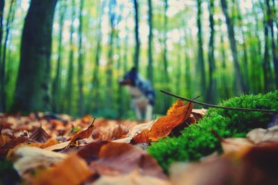 Leaves fallen on tree in forest during autumn