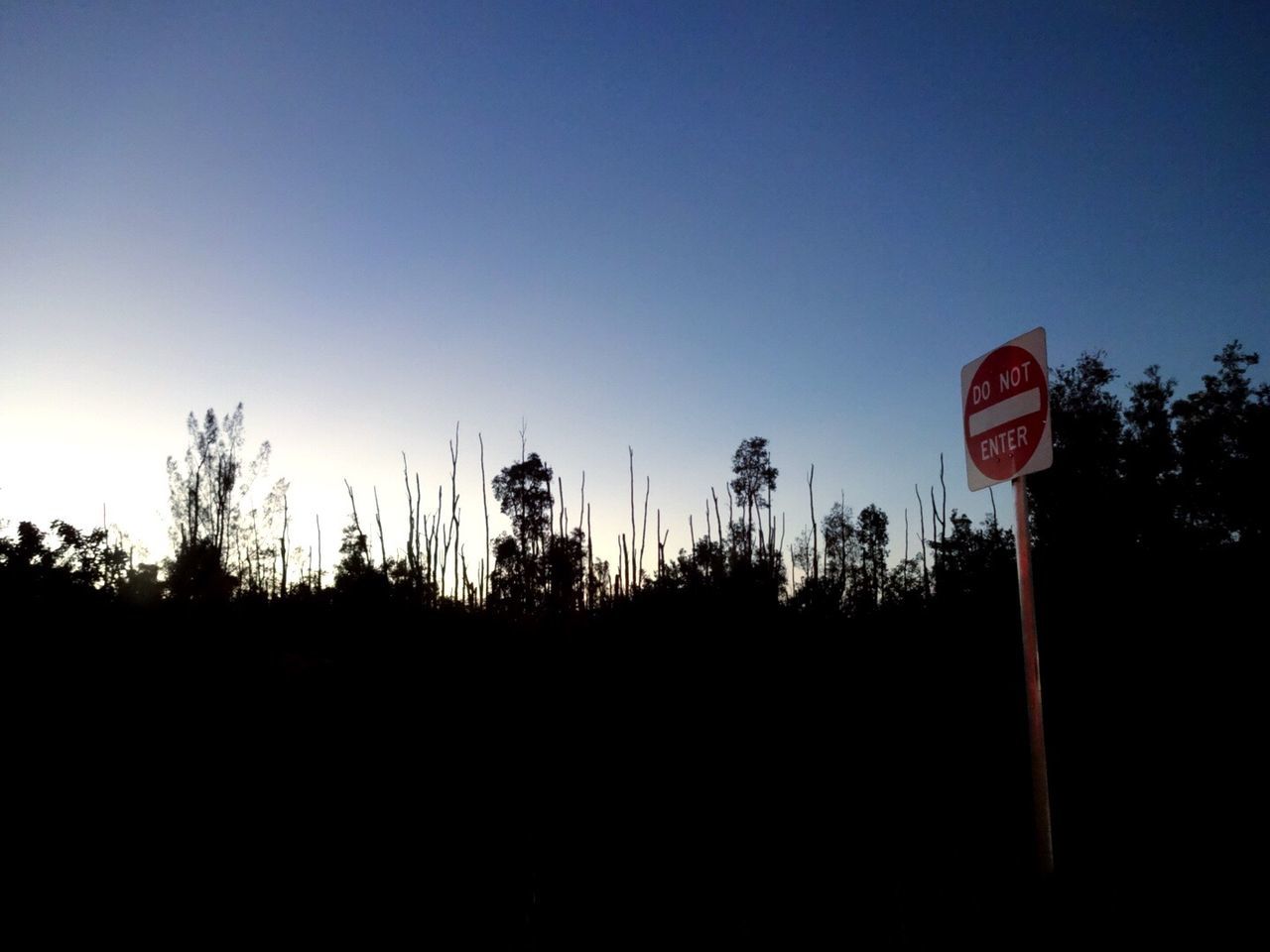 clear sky, silhouette, tree, copy space, blue, tranquility, tranquil scene, nature, sunset, growth, sky, scenics, landscape, beauty in nature, low angle view, dusk, no people, outdoors, communication, field