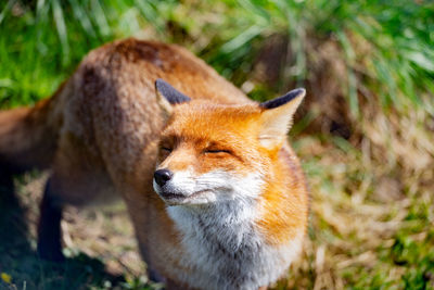 Close-up of fox on field during sunny day