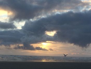 Silhouette bird flying over beach against sky during sunset