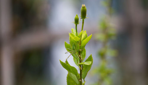 Close-up of plant