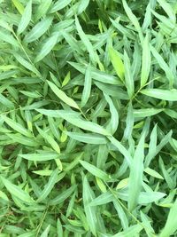 High angle view of chopped plants