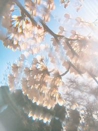 Low angle view of cherry blossoms against sky