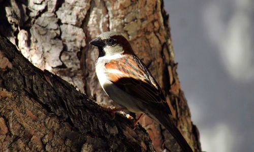 Close-up of bird perching on tree